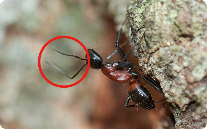 アリの触角。昆虫は触角で匂いと振動を敏感に感じ取りますが、この機能を使ってアリはエサの在り処などを仲間と情報交換し合います。