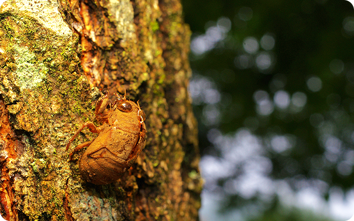 公園で、木の幹に残っているセミの抜け殻をテーマにしても面白い観察ができます。