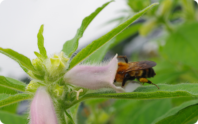 黒ゴマの花にやってきたハチの後ろ足には花粉団子がついていました。