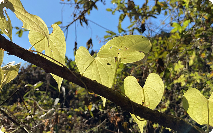 尖ったハート型のヤマノイモの葉。