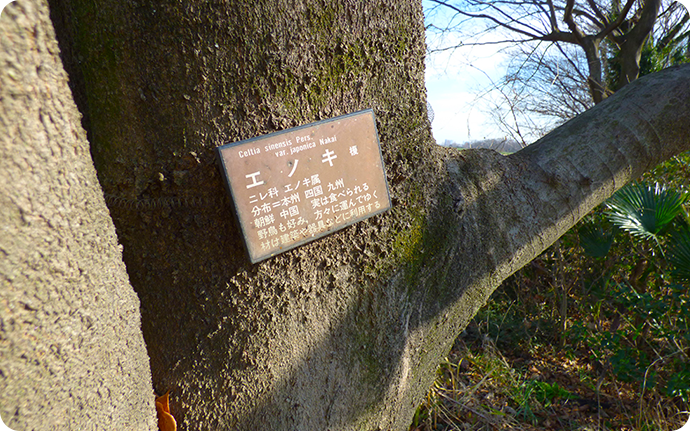 冬は公園などで名札のついた木で「エノキ」を探し、幹や樹皮の感じを覚えましょう。