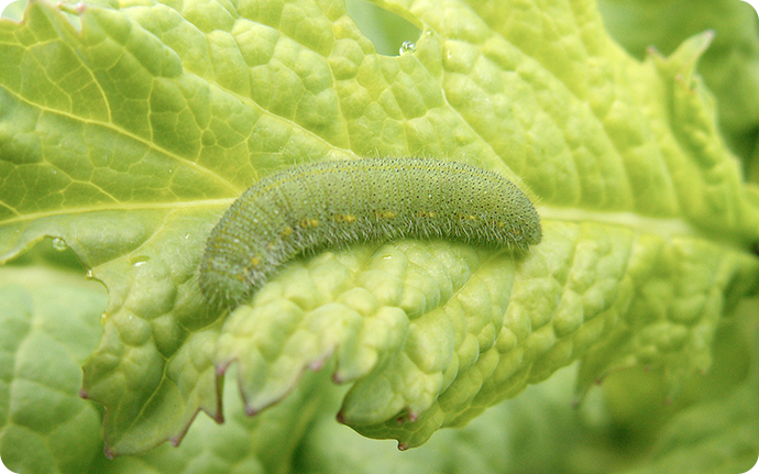 モンシロチョウの幼虫。ふ化したばかりのころは茶色っぽい体色をしていますが、葉っぱを食べるうちに緑色になっていきます。