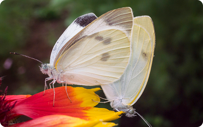 モンシロチョウの交尾。左の翅の黒い部分が多い方がメス、右の白い方がオスです。