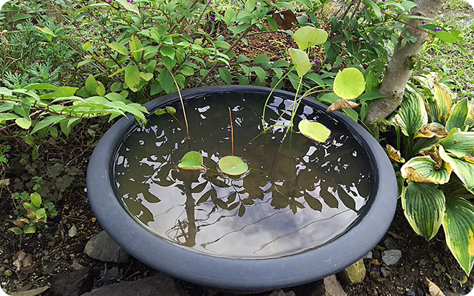 ハスやスイレンなど水を張った鉢は、野鳥が水を飲みにきたり、水浴び場として利用します。