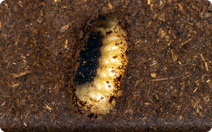 幼虫が腐葉土の中で蛹室を作ってサナギになる準備を始めた状態。