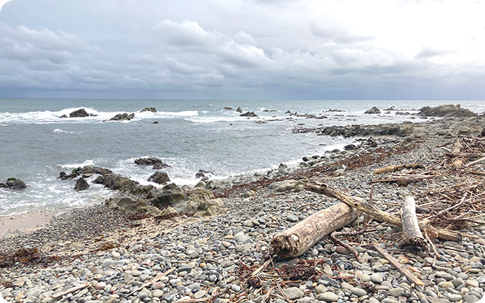 砂浜ではない、石の多い磯の海岸でも大丈夫。石をどかしてみれば貝殻が見つかります。
