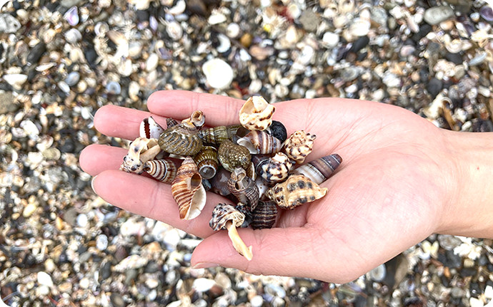 ちょっと探しただけでこのとおり。二枚貝から巻貝までいろんな貝殻が採れました。