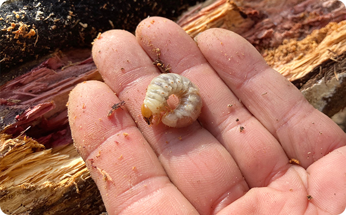 クワガタムシの幼虫