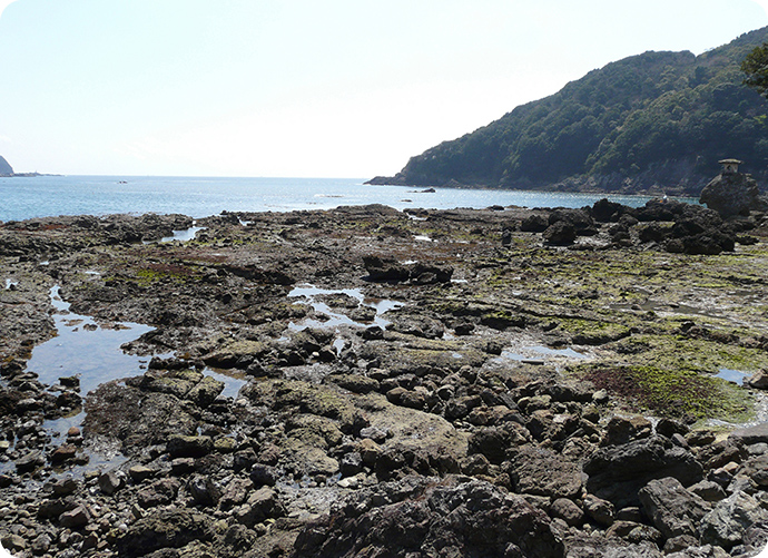 干潮時の磯の様子。海水が引いた磯にはタイドプール（潮だまり）ができます