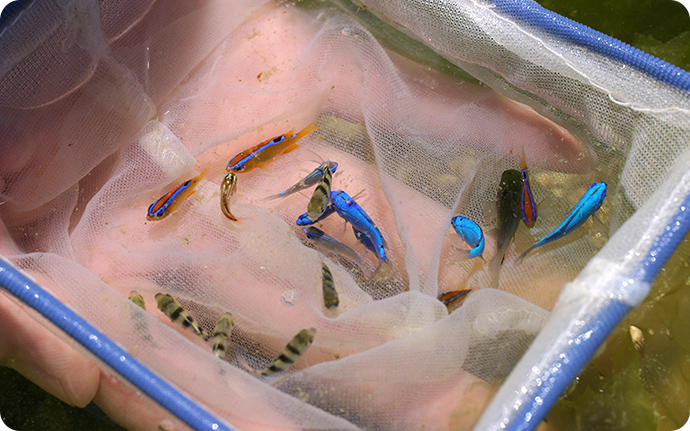 網でタイドプールの生きものをすくった様子。カラフルな魚が捕れました