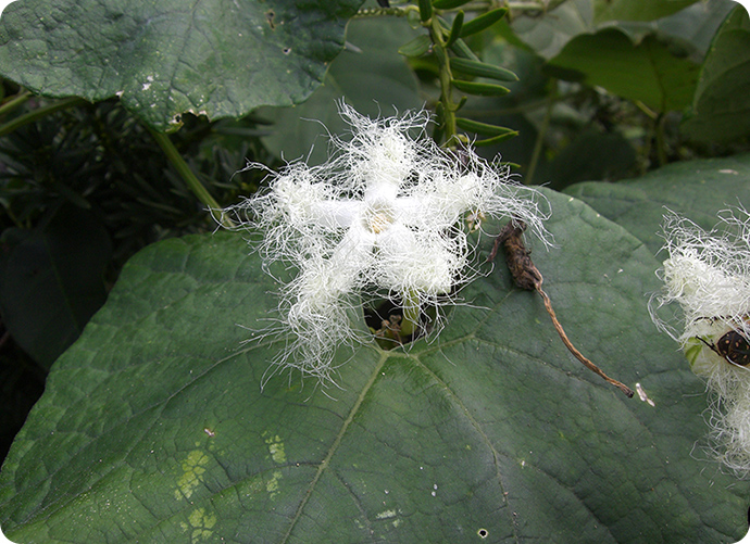 真夏の夜に咲くカラスウリの花。甘いにおいのする大きな白い花は、夜でも目立ちます。花びらの先端が糸状に分かれて広がっている不思議な形です。