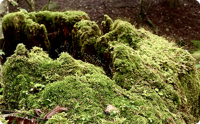地面や朽ちた木の表面に生えたコケ