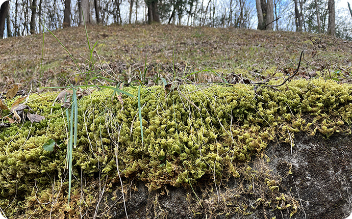 道路側面、コンクリートの壁に生えたコケ