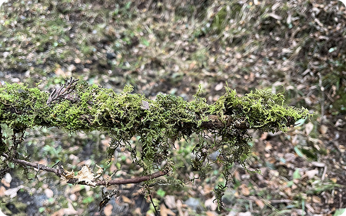 セン類・ツヤゴケの仲間