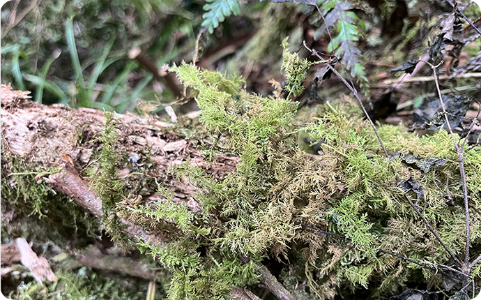 セン類シノブゴケの仲間