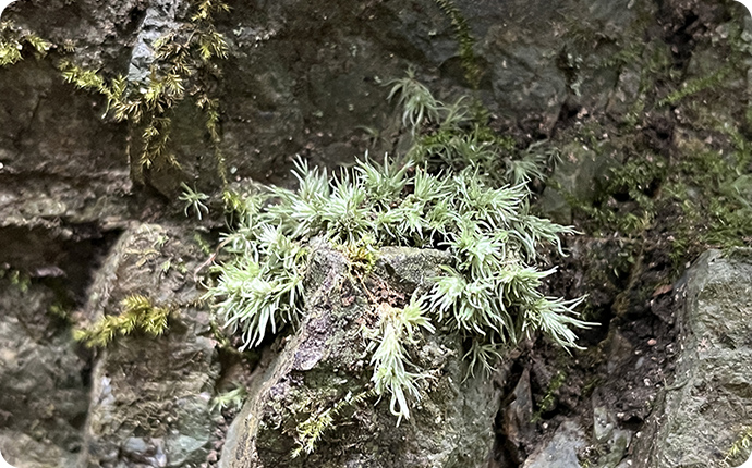 セン類シラガゴケの仲間