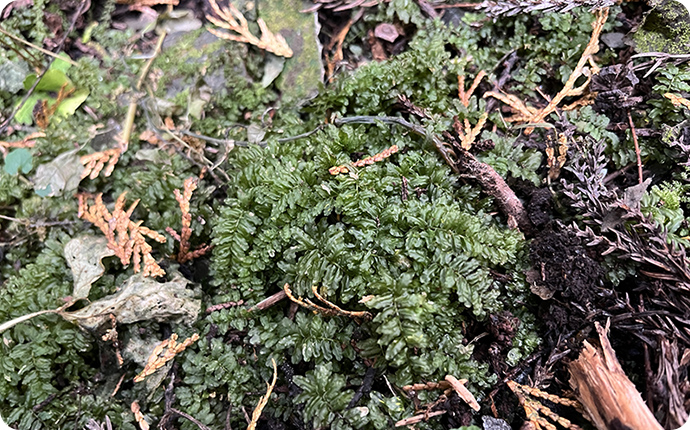 セン類チョウウンゴケの仲間