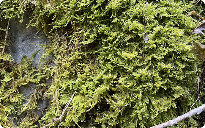 ハイゴケの仲間