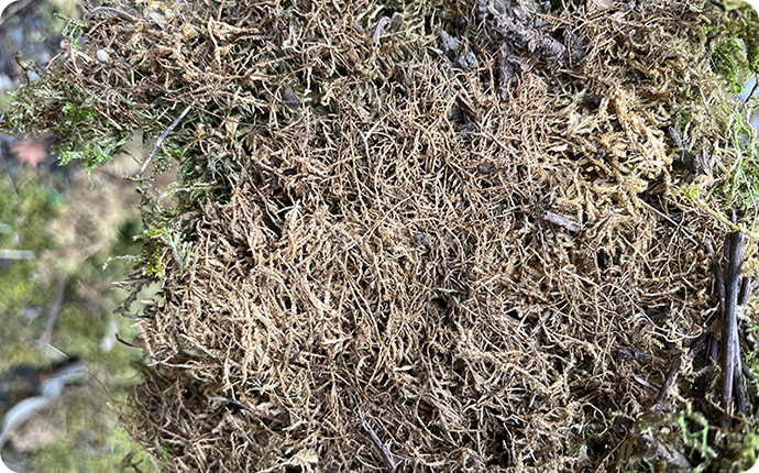 ハイゴケの裏側