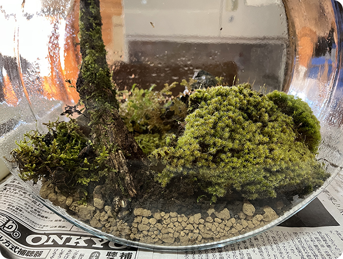 完成したコケテラリウム