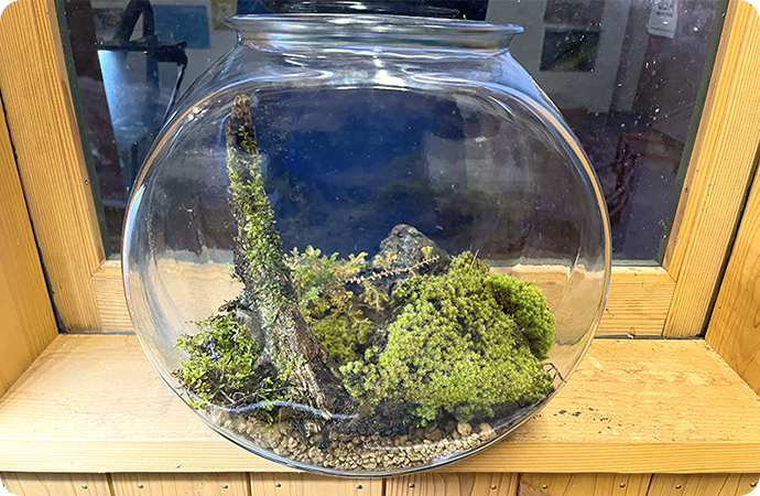 今回つくったテラリウムを窓際に置いてみました