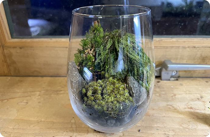 小さなコップ型容器でもテラリウムをつくってみました
