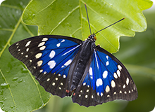 美しい蝶の代表格 “オオムラサキ” を見つけよう！