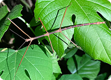 木の枝に擬態する虫「ナナフシ」についてもっと知ろう！