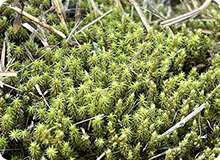 コケテラリウムづくりに挑戦しよう！前編：冬も楽しめる植物「コケ」の魅力