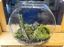 コケテラリウムづくりに挑戦しよう！後編：つくり方を詳細に図解します！