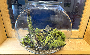 コケテラリウムづくりに挑戦しよう！後編：つくり方を詳細に図解します！