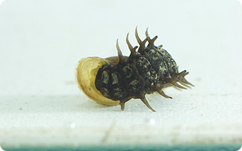 モノアラガイを食べるヘイケボタルの幼虫。