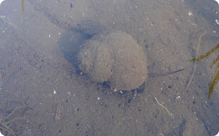 タニシは手足を持たない貝ですから、土の中にあまり深く潜ることはできません。