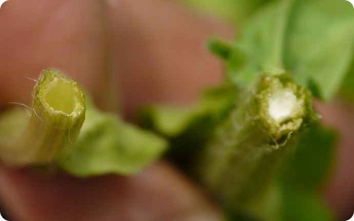 2種類の区別は茎の中身を見れば簡単。中空になっているのがハルジオン（左）で、髄（ずい）が詰まっているのがヒメジョオン。