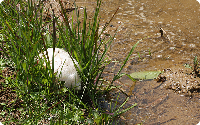 田んぼの水際に見つけた白い泡の塊。