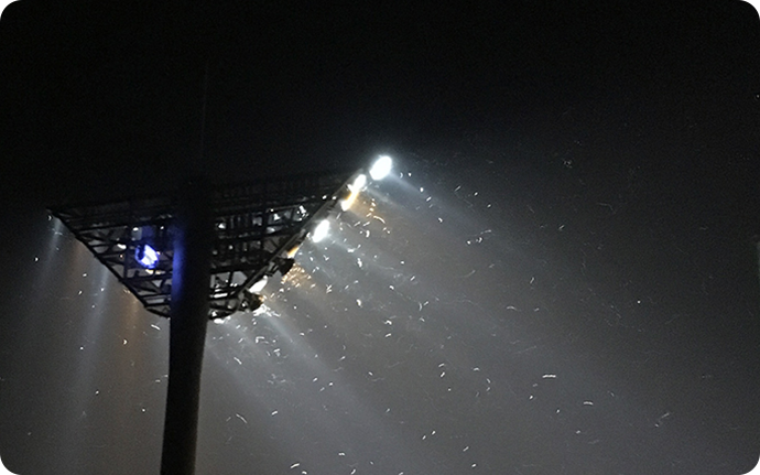 スポーツ施設のナイター照明にたくさんの虫が照らし出されています。