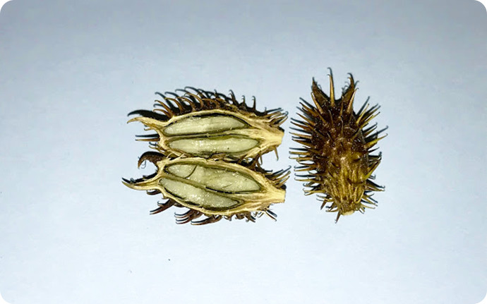 オオオナモミの果実を割ってみると中央に壁があり、その両側にそれぞれ楕円形の種子が入っているのがわかる。