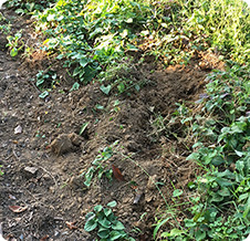 森の斜面が掘り起こされているのはイノシシの仕業。