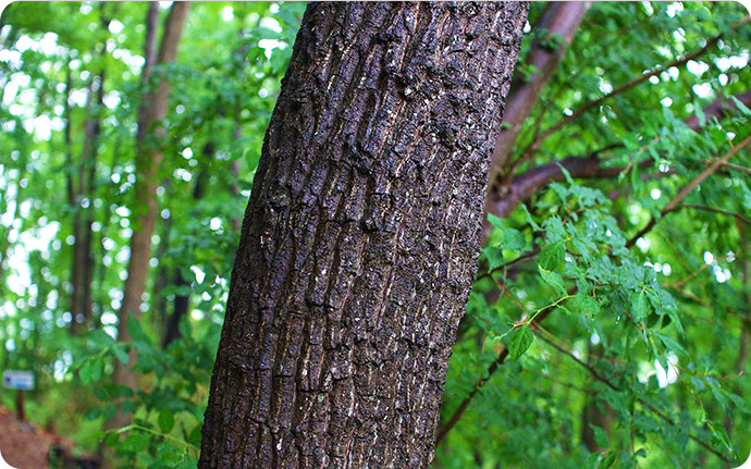 クヌギの幹。樹皮は厚いコルク状で縦に割れ目ができる。