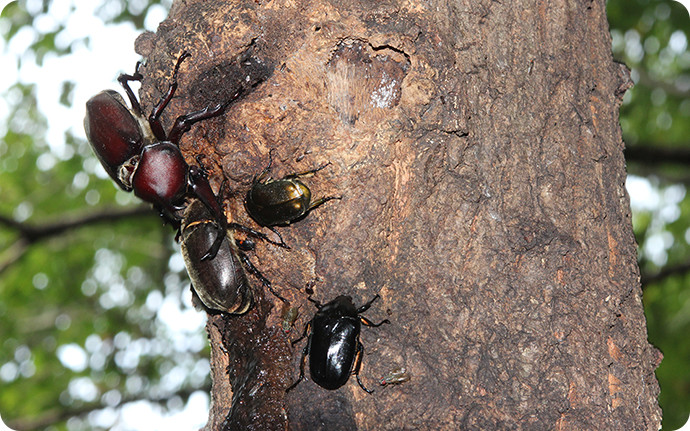 クヌギの幹から染み出した樹液にはカブトムシやクワガタ、チョウ、ハチなどの昆虫が集まる。