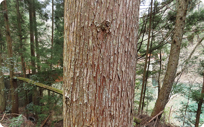 スギの幹。樹皮は縦に裂けて細長く薄く剥がれるので、昔は屋根葺き材に使われた。