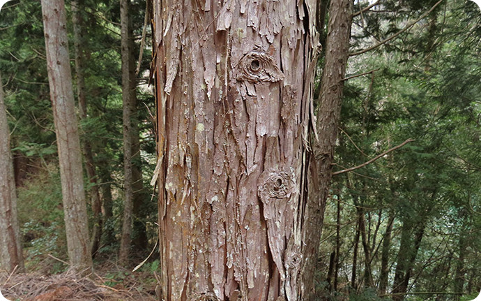 ヒノキの幹。同種のスギに比べ、ヒノキの樹皮は幅が広いのが特徴。