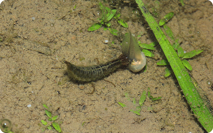 小魚を捕まえて食べるゴンゴロウの幼虫。