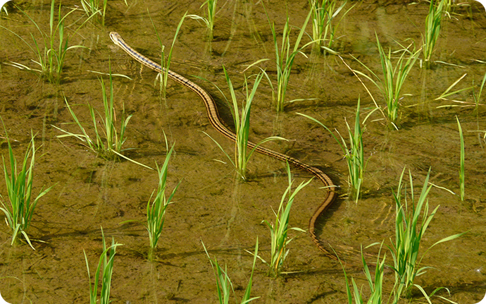 シマヘビ：日本の固有種でカエル類が主食。毒は持ちませんが、気性が荒く人にも噛みつきます。