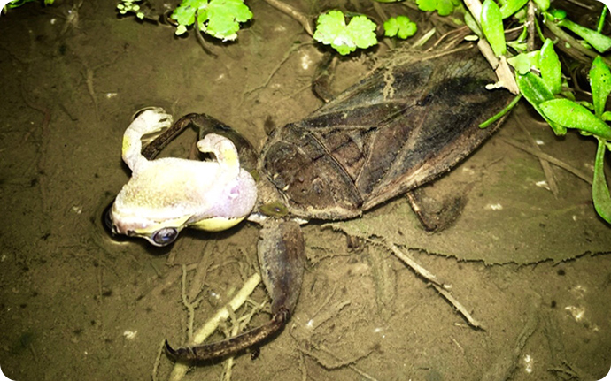 タガメ：日本の一般的な水生昆虫で、カエルのほかにドジョウやフナなども捕食します。