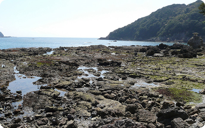 引き潮で海水が引き、岩石が露出した磯。