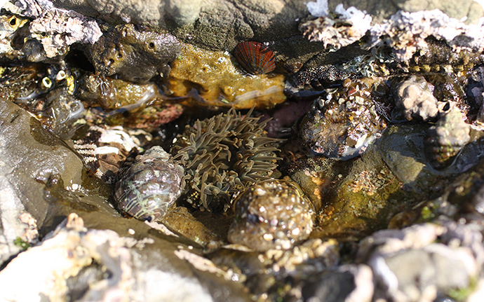 ヨロイイソギンチャク：磯の水面ギリギリの岩の隙間などで見つかります。体に貝や石のクズをつけていて、水の上では萎んでいるのでよく見ないと分かりません。