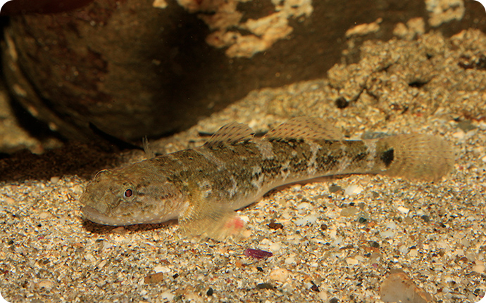 アゴハゼ：磯浜に生息する代表的な魚。波打ち際の浅瀬や潮だまりのプールなどで見つけることができます。