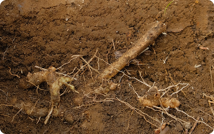 オニドコロの根茎。ヤマノイモの仲間で地下に芋を作ります。