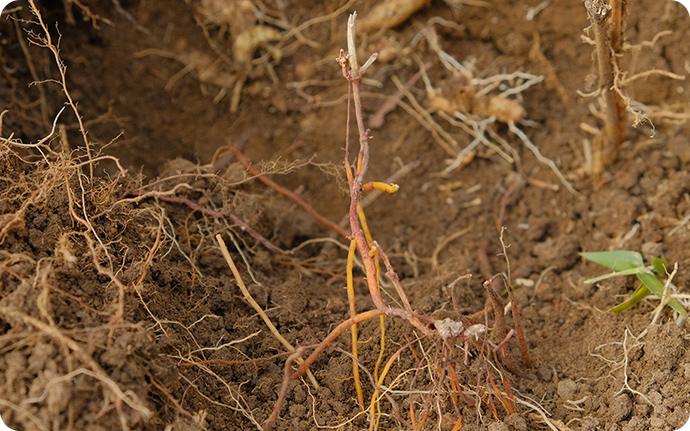 ヨツバムグラの根。地上部は枯れていても根はしっかりしています。